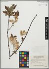 Foto von Salix planifolia Pursh